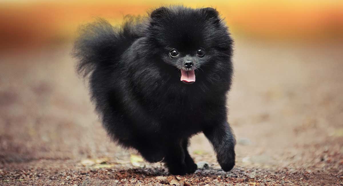 Pomeranian: Photo #10