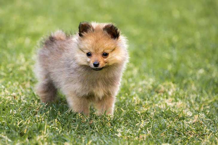 Pomeranian: Photo #13