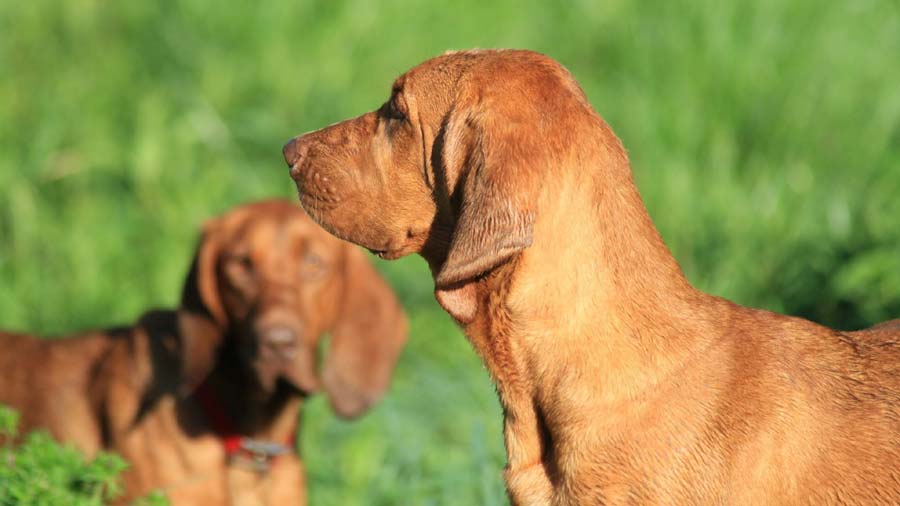 Redbone Coonhound: Photo #3