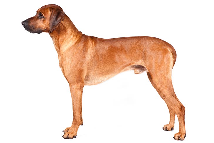 a ridgeback