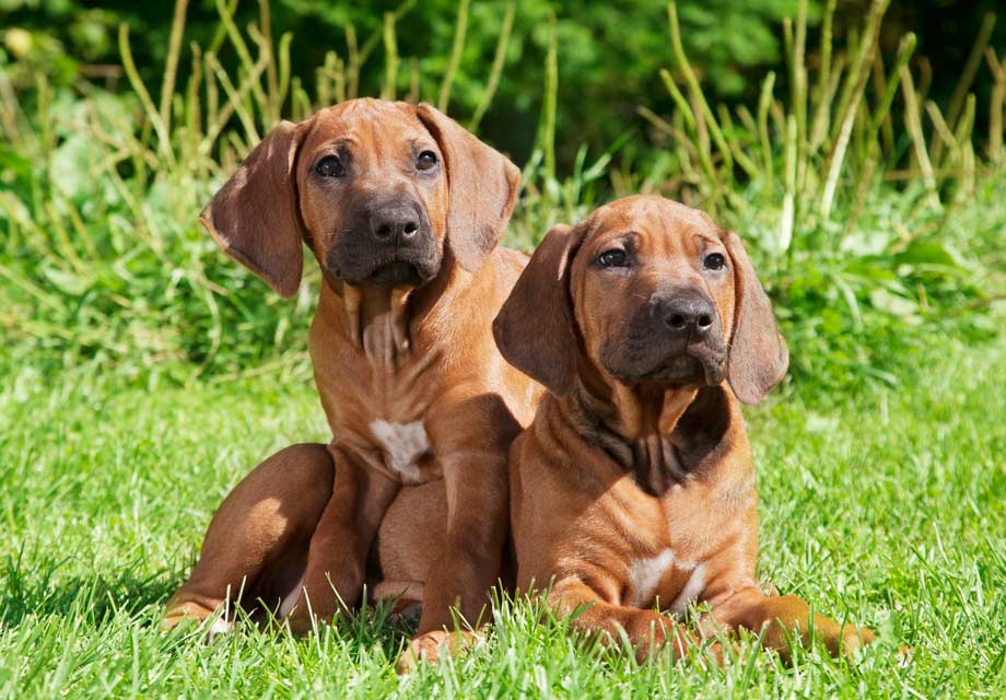 Rhodesian Ridgeback - Information, Photos, Characteristics ...