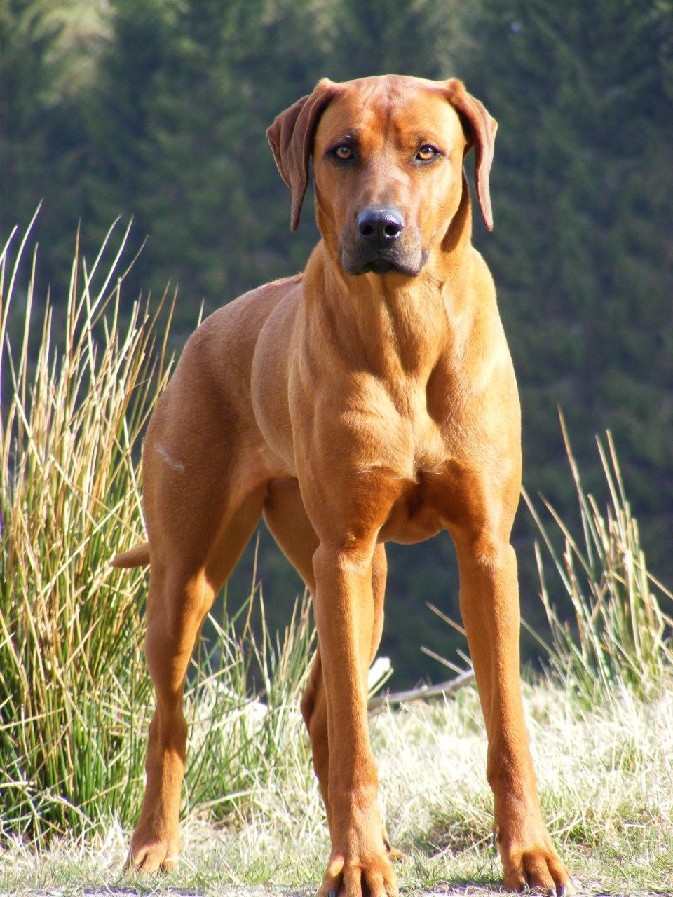 Rhodesian Ridgeback Temperament Lifespan Shedding Puppy