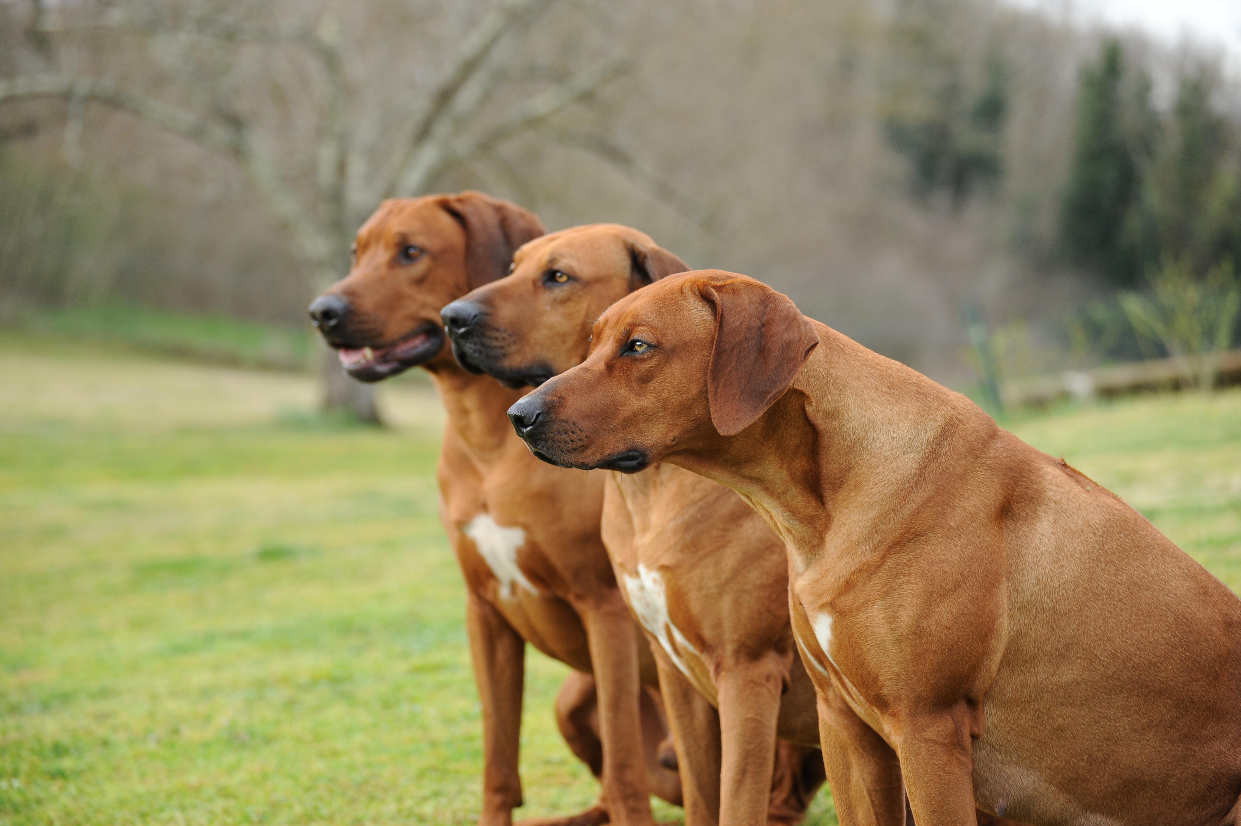 Training Your Rhodesian Methods Specific To This Breed