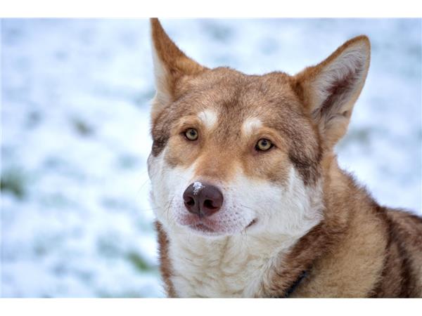Saarloos wolfdog: Photo #10