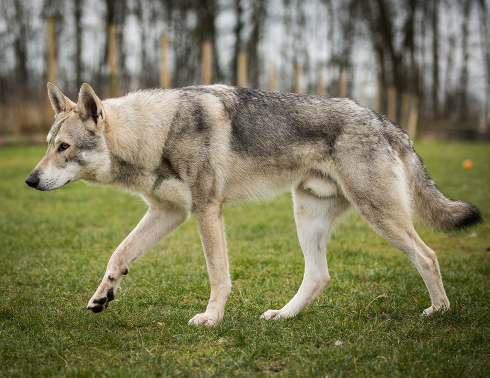 Saarloos wolfdog: Photo #14