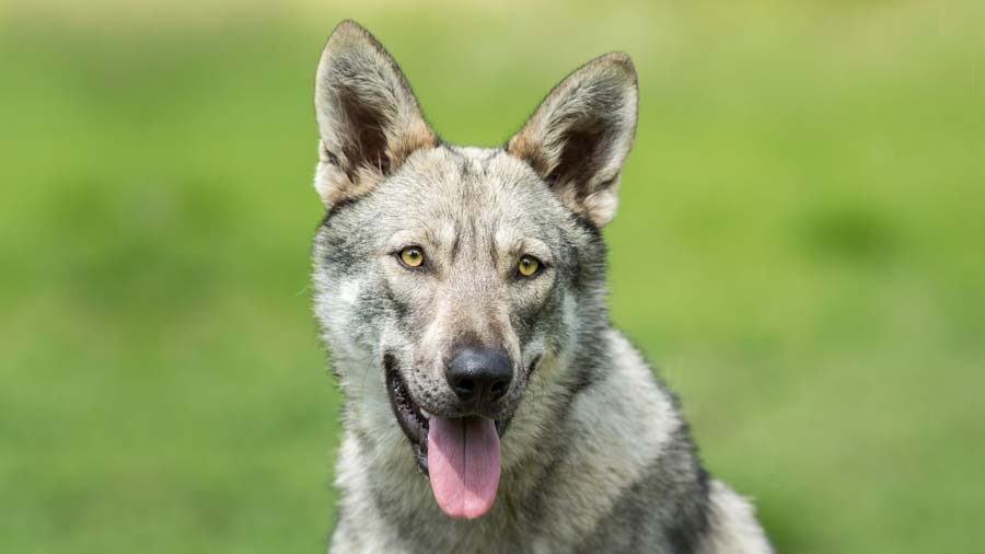 Saarloos wolfdog - Temperament, Lifespan, Shedding, Puppy