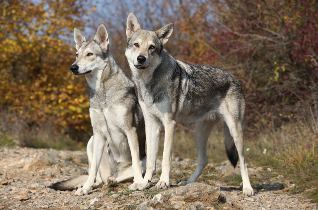Saarloos wolfdog: Photo #1