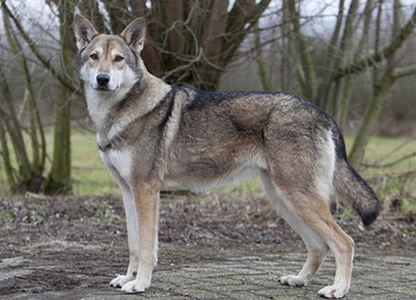 Saarloos wolfdog: Photo #2