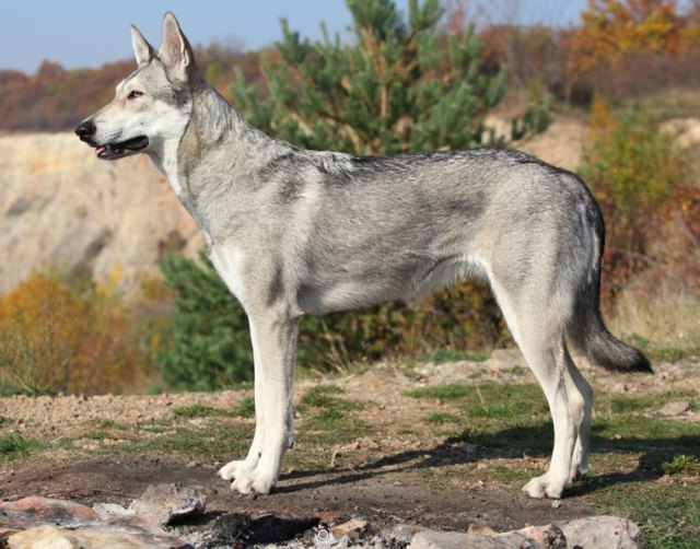 Saarloos wolfdog: Photo #5