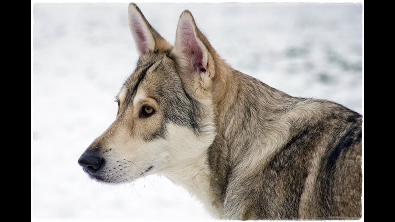 Saarloos wolfdog: Photo #4