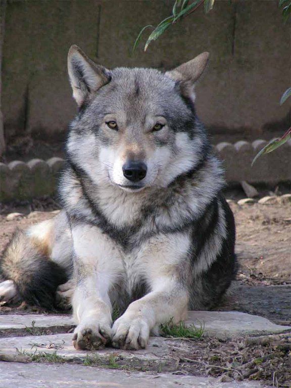 Saarloos wolfdog: Photo #6