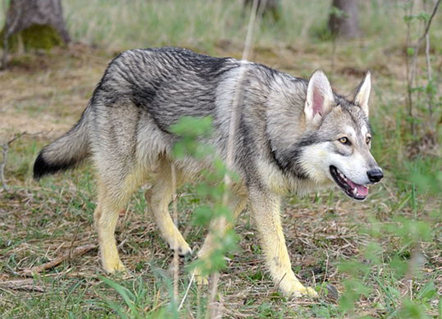 Saarloos wolfdog - Temperament, Lifespan, Shedding, Puppy