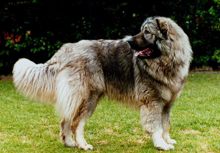 Sarplaninac Temperament Lifespan Shedding Puppy Sarplaninac Temperament Lifespan Shedding Puppy