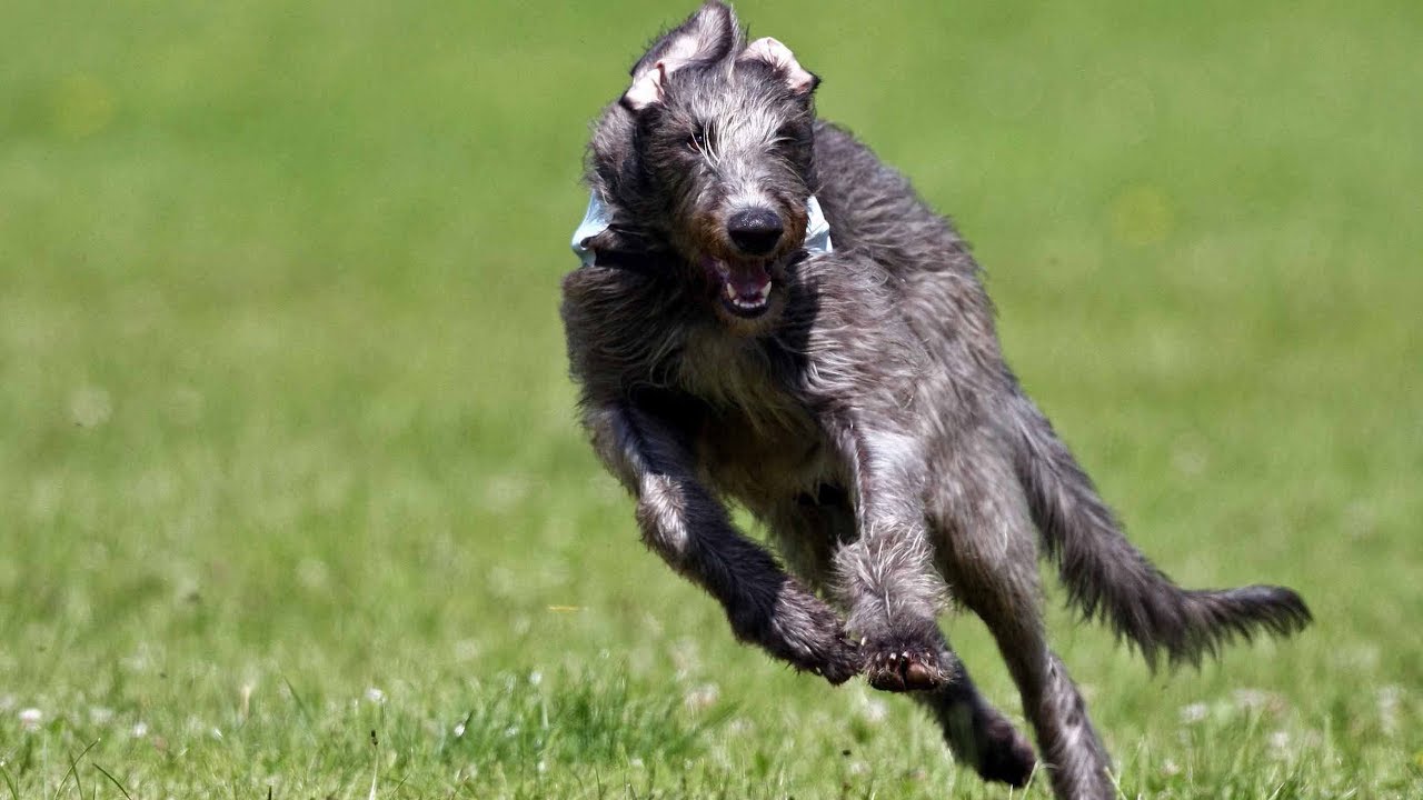 Scottish Deerhound - Information, Photos, Characteristics ...