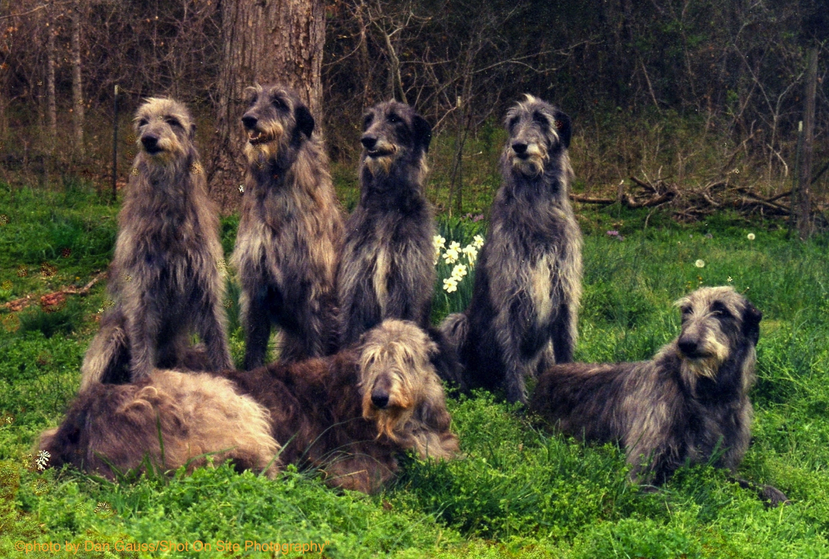 Scottish Deerhound: Photo #10