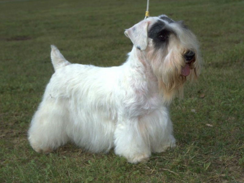 Sealyham Terrier: Photo #9