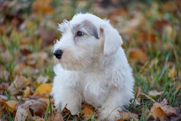Sealyham Terrier: Photo #11