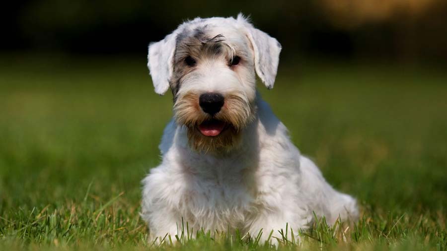 Sealyham Terrier: Photo #3