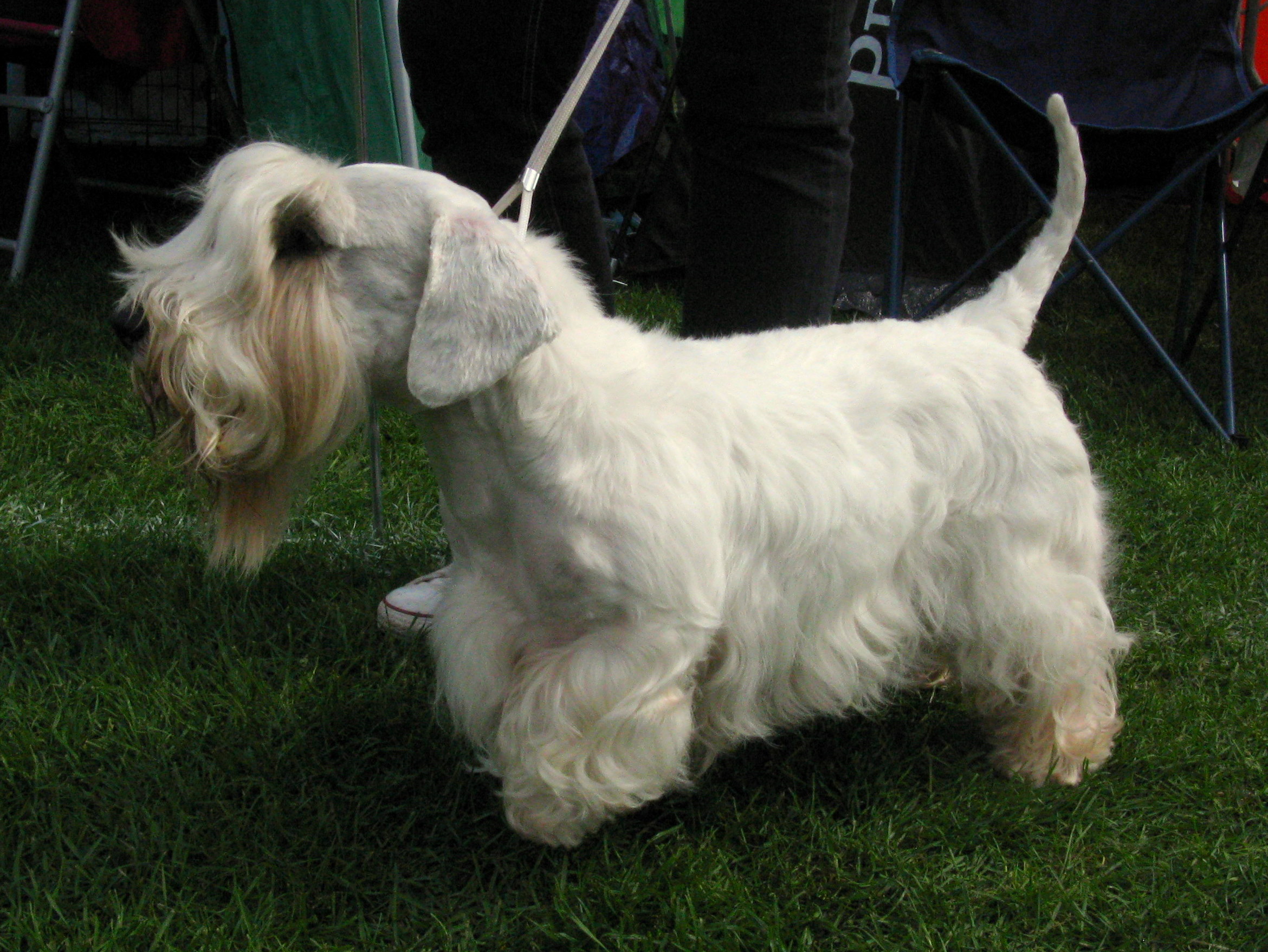 Sealyham Terrier: Photo #12