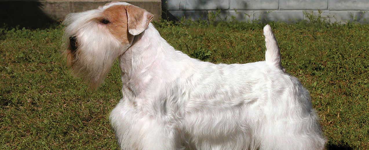 Sealyham Terrier: Photo #5