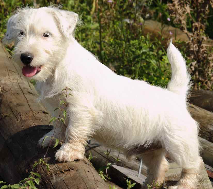 Sealyham Terrier: Photo #8