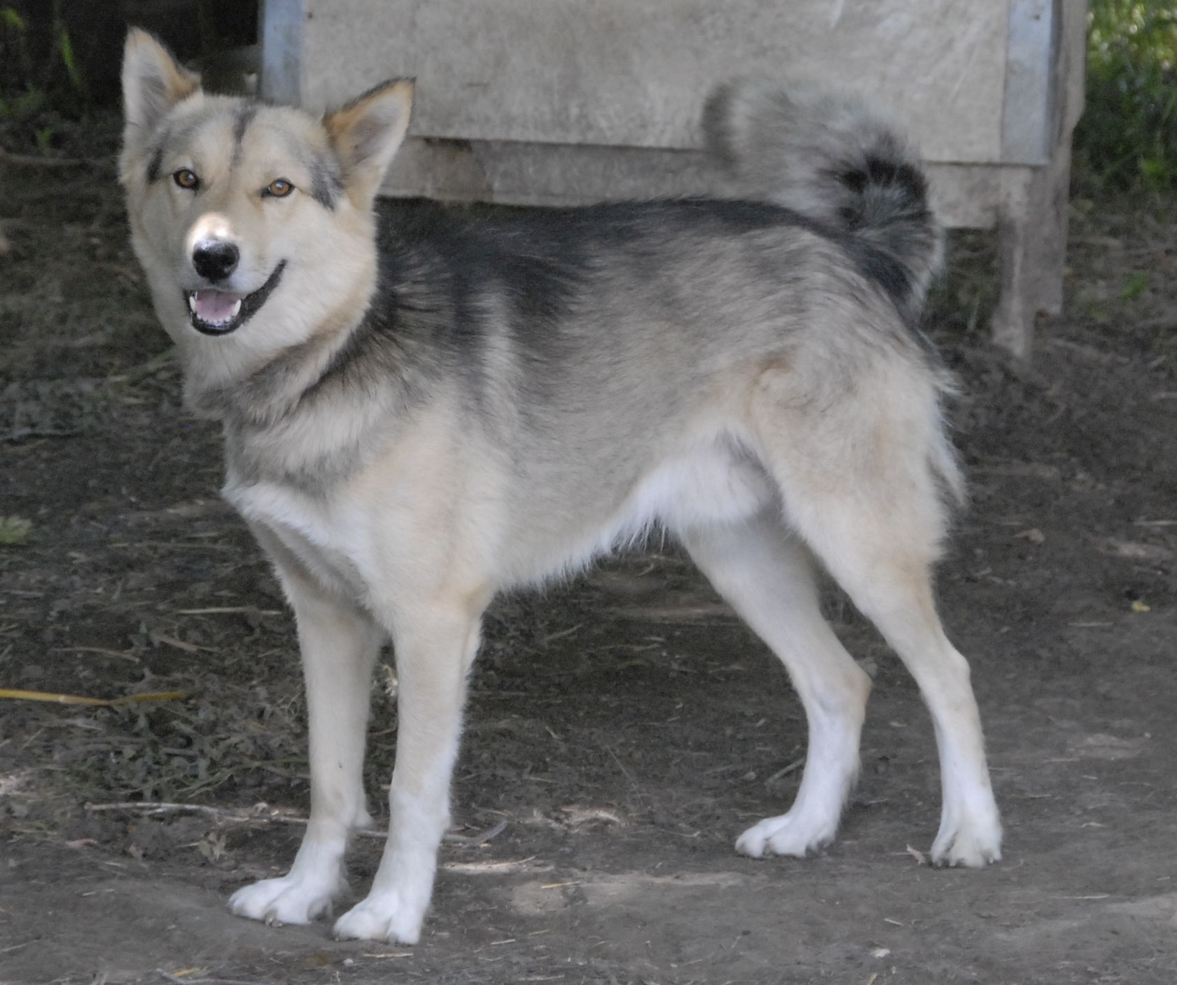 are seppala siberian sleddog good with kids