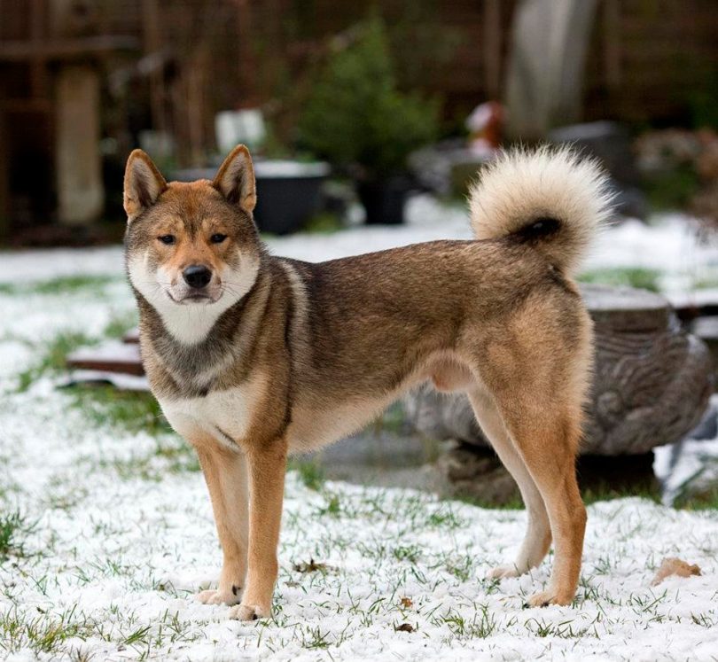 Shikoku dog: Photo #3