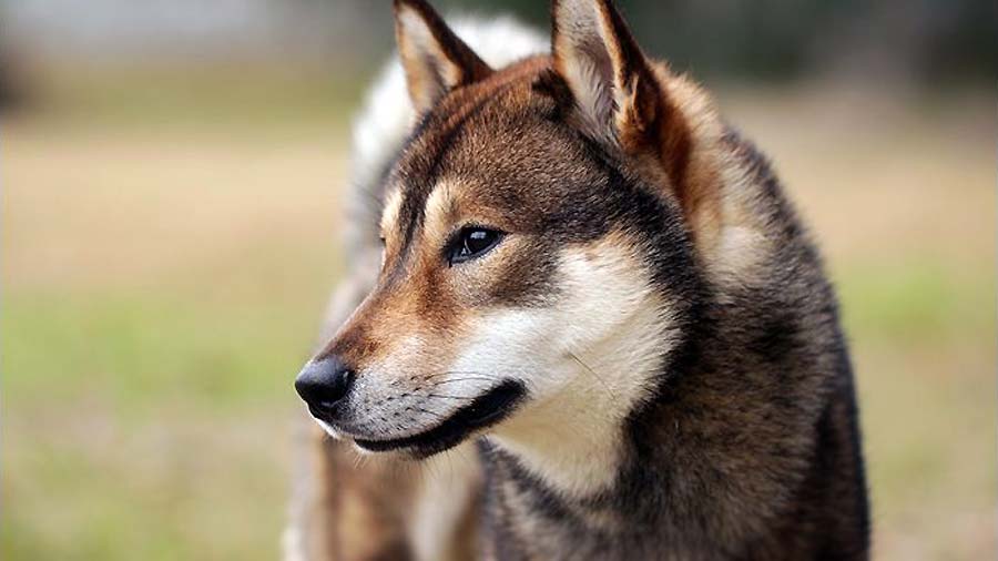 Shikoku dog: Photo #6
