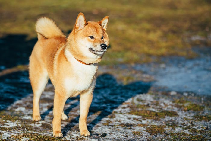 Shikoku dog