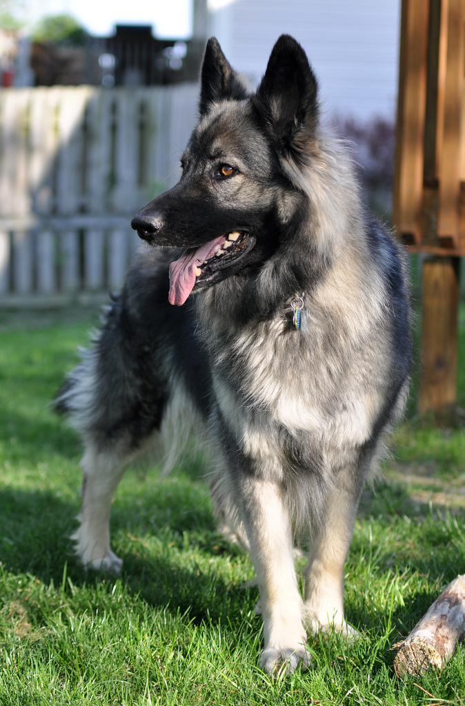 Shiloh Shepherd dog: Photo #4