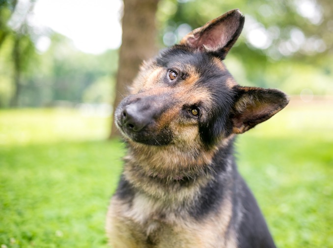 Shiloh Shepherd dog - Temperament, Lifespan, Shedding, Puppy