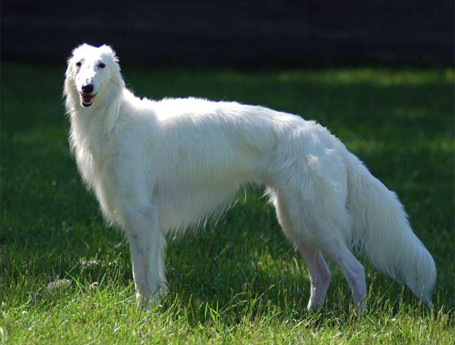 Silken Windhound - Information, Photos, Characteristics, Names