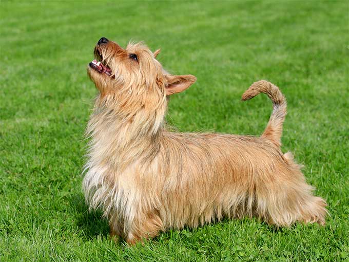 Silky Terrier: Photo #4
