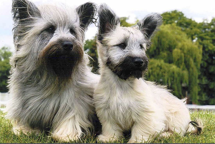 Skye Terrier - Temperament, Lifespan, Shedding, Puppy