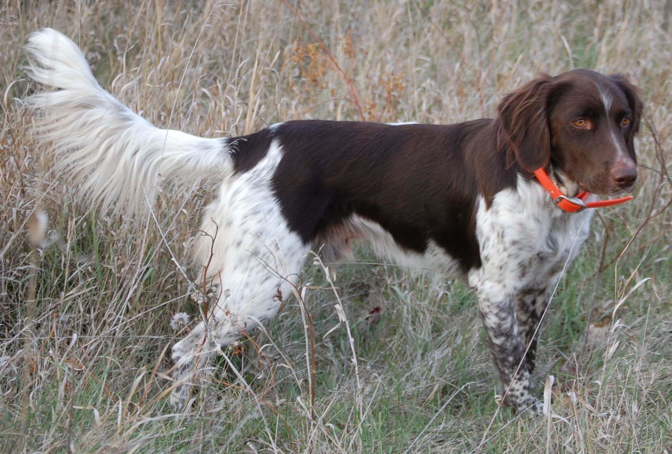 Small Munsterlander - Temperament, Lifespan, Shedding, Puppy