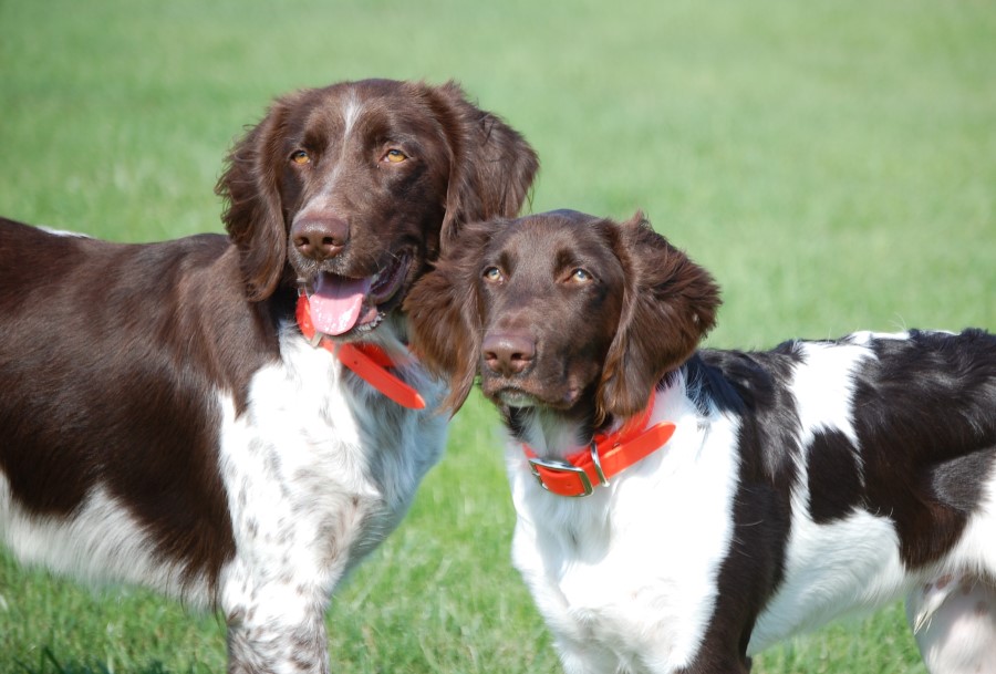 Small Munsterlander - Temperament, Lifespan, Shedding, Puppy