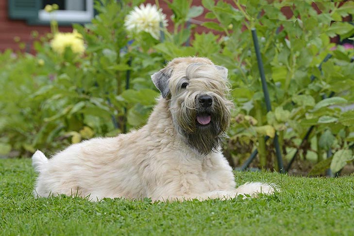 Soft Coated Wheaten Terrier: Photo #1