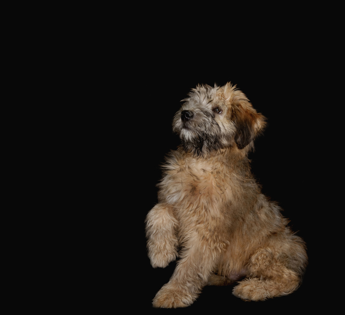 Soft Coated Wheaten Terrier: Photo #10