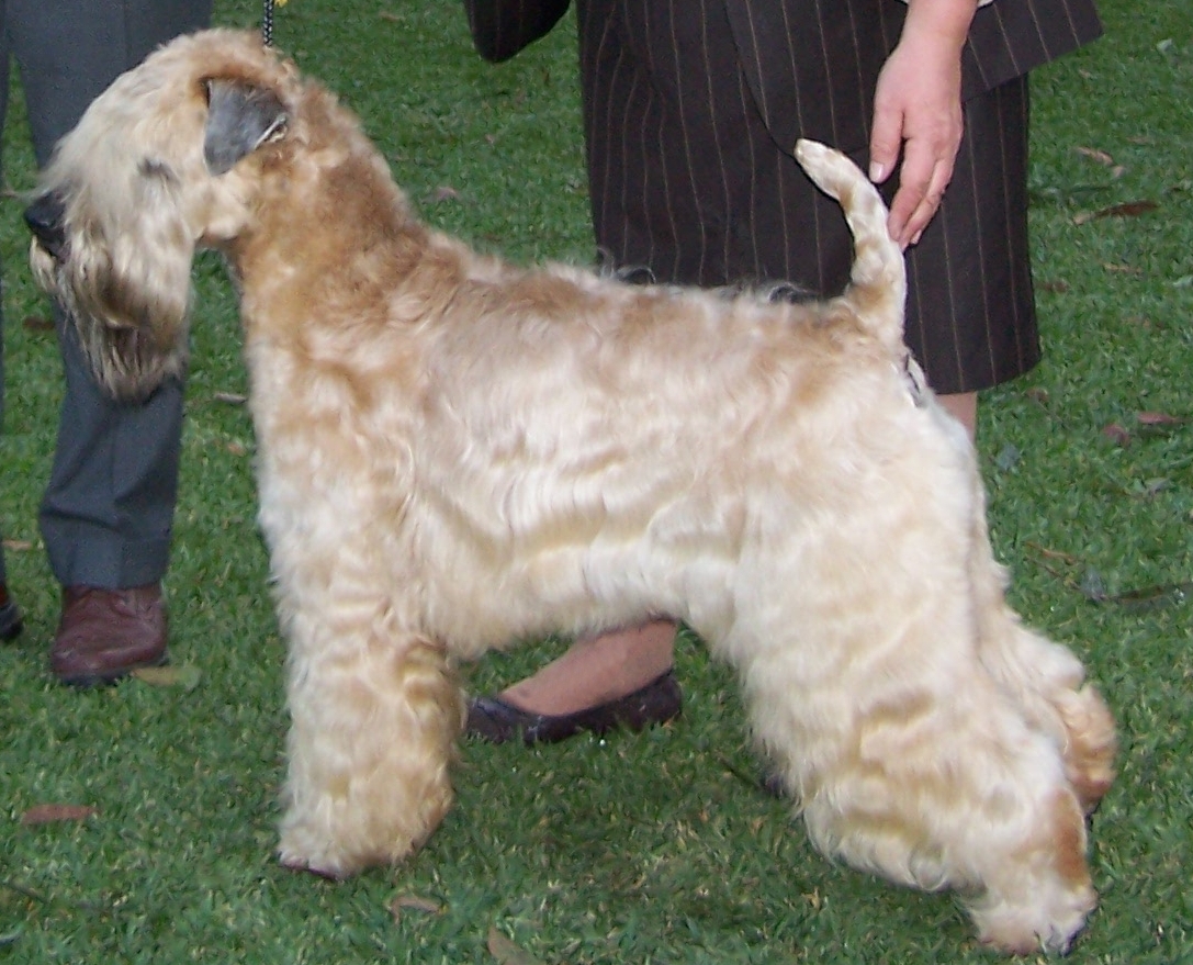 Soft Coated Wheaten Terrier: Photo #9