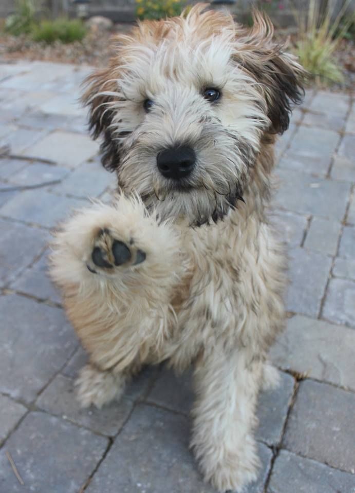 Soft Coated Wheaten Terrier: Photo #5