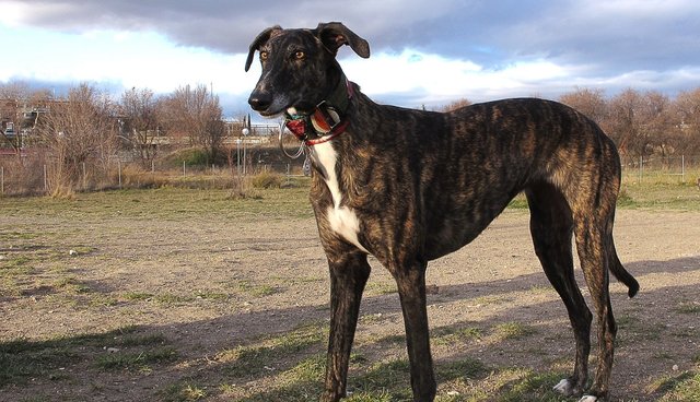 Spanish Greyhound: Photo #8