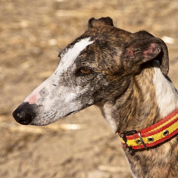 Spanish Greyhound: Photo #11
