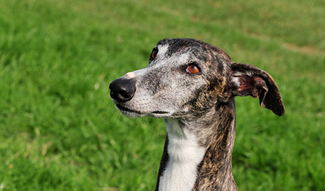 Spanish Greyhound: Photo #1