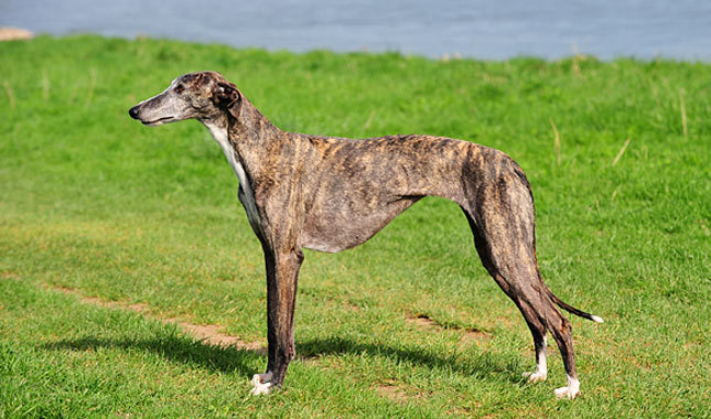 Spanish Greyhound: Photo #2
