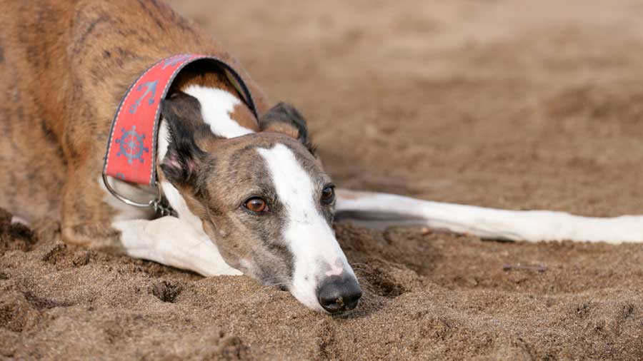 Spanish Greyhound: Photo #3