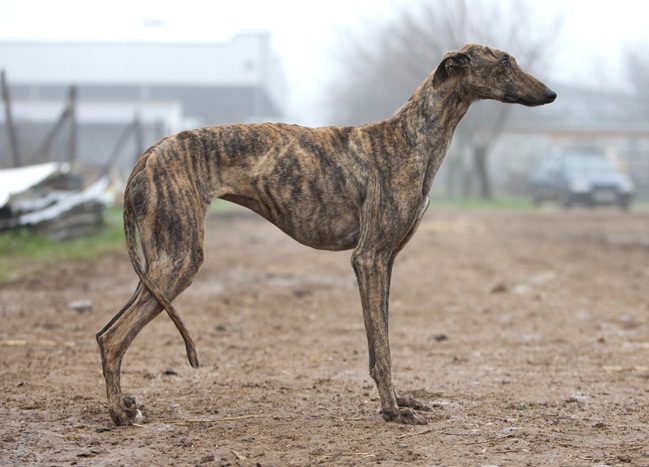 Spanish Greyhound: Photo #4