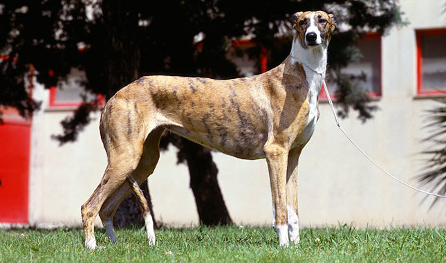 Spanish Greyhound: Photo #5