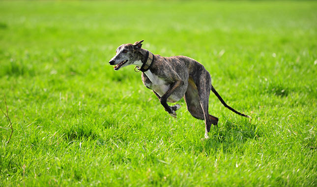 Spanish Greyhound: Photo #6