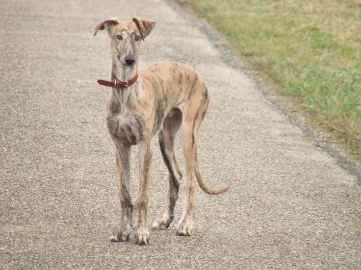 Spanish Greyhound: Photo #9