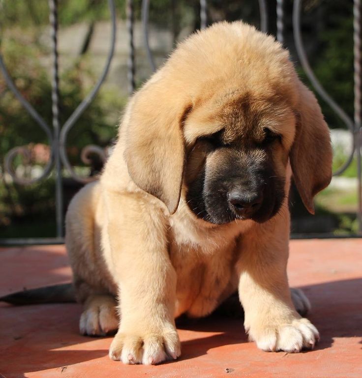 Spanish Mastiff: Photo #10